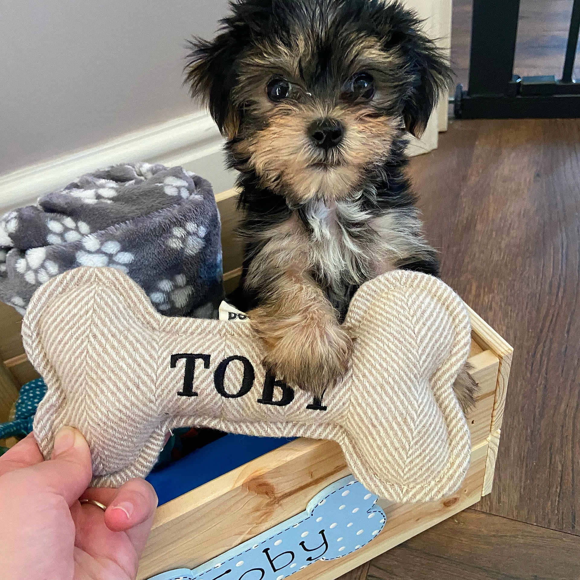 Toby is registered to the contest to win money with this photo: animal, blanket, bone, cozy, curious, cute, dog, floor, fur, hand, holding, indoor, paw_print, pet, pet_toy, playful, puppy, small_dog, toy, wooden_box