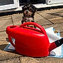 adorable, animal, black, brown, cute, dog, fluffy, fur, garden, outdoor, pet_pad, playful, puppy, red, small_rock, stone_patio, sunlight, sunny, watering_can, young_dog