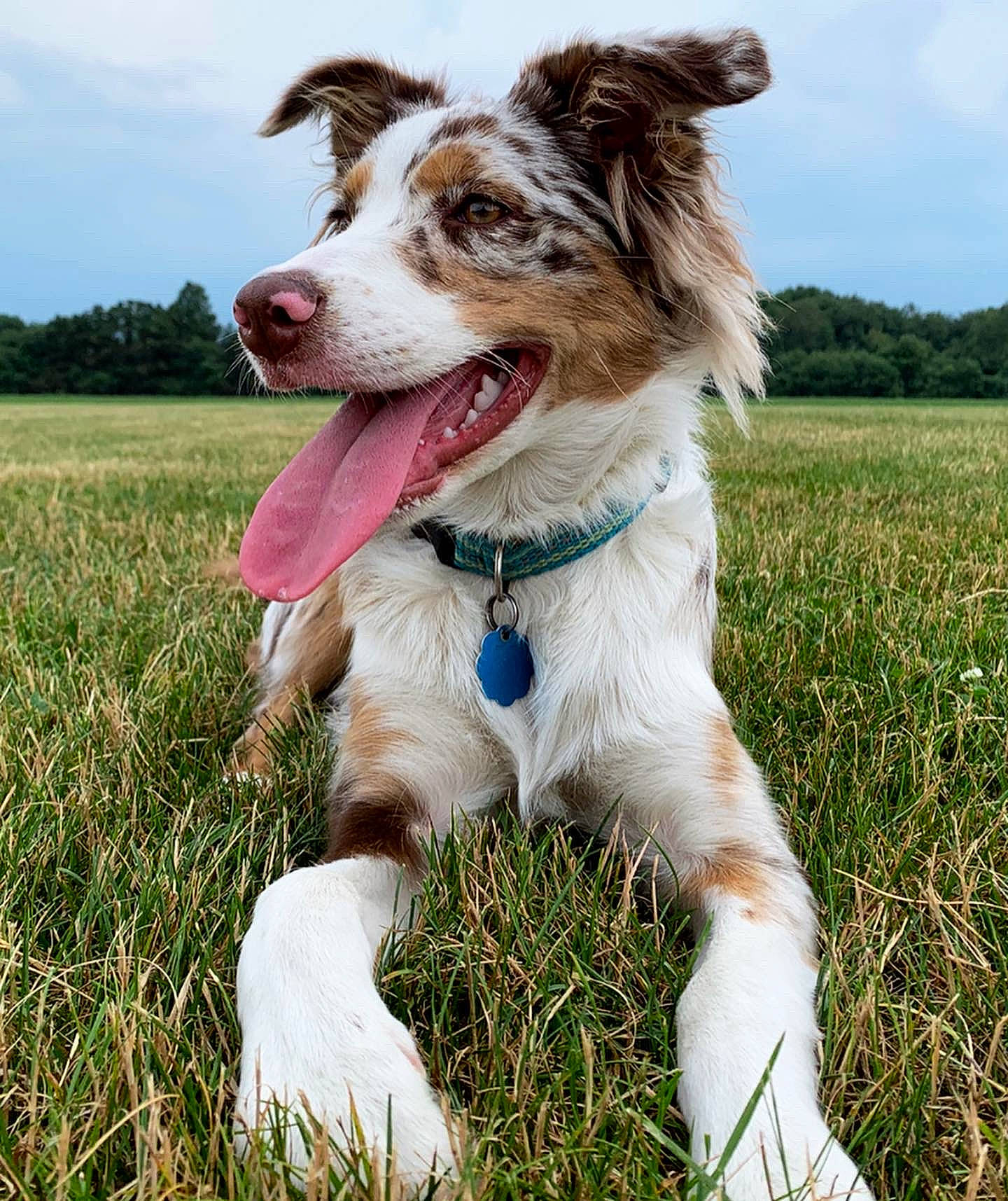 Chaos joined the competition — help win amazing prizes! carnivore, cloud, collar, companion_dog, dog, dog_breed, dog_collar, dog_supply, fang, fashion_accessory, grass, happy, leash, people_in_nature, plant, sky, snout, sporting_group, tree, whiskers