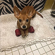 Happy is registered to the contest to win money with this photo: animal, brown_dog, cute, dog, ears, floor_tiles, fluffy_rug, indoor, looking_at_camera, lying_down, patterned_background, paw, pet, pet_accessory, red_toy, small_dog, tile_floor, toy, white_rug, zebra_pattern