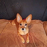 Joann Puccio is registered to the contest to win money with this photo: alert, animal, brown_couch, canine, companion, cute, dog, domestic, ears, fur, home, indoor, looking_at_camera, lying_down, pet, portrait, relaxed, resting, small_dog, soft_surface