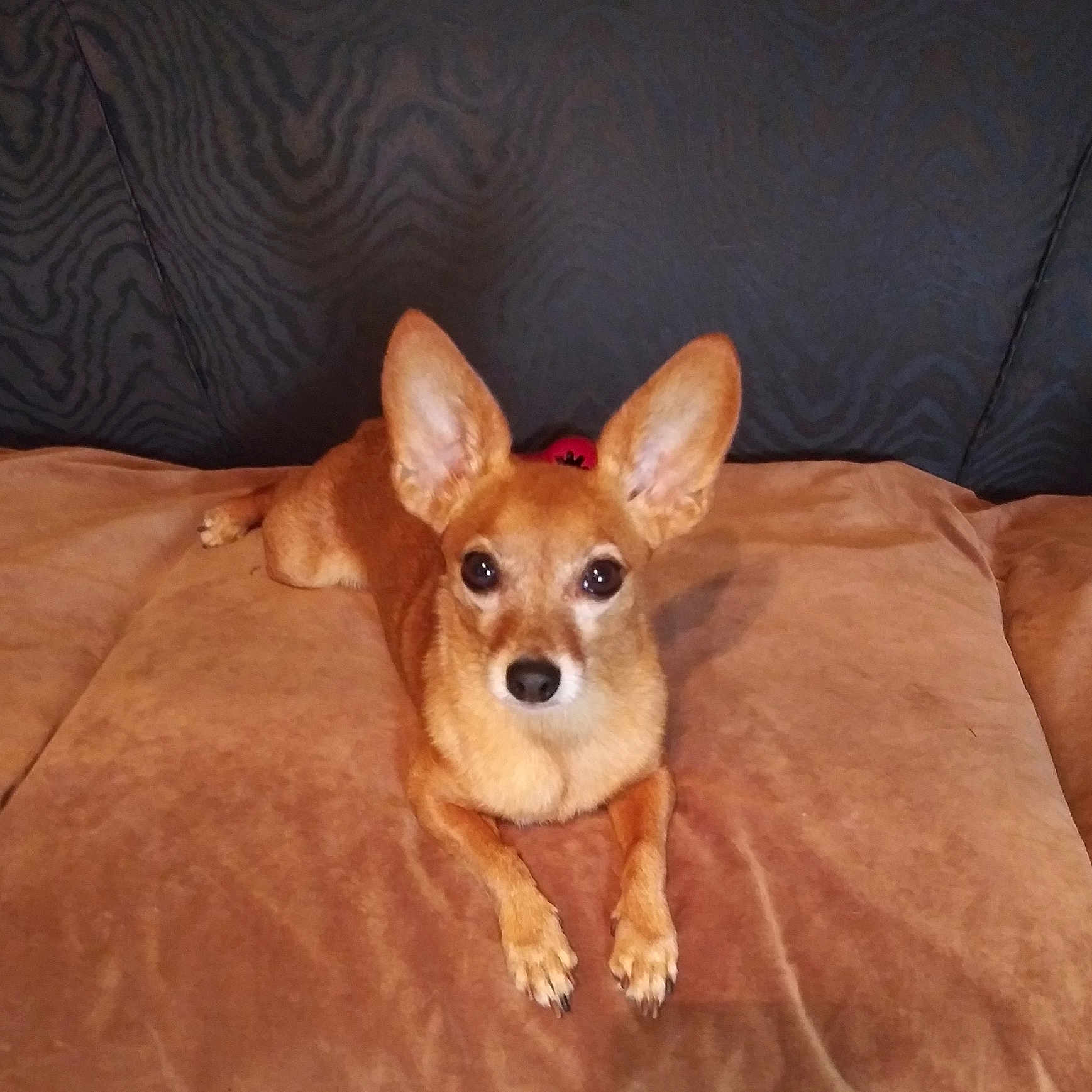 Joann Puccio is registered to the contest to win money with this photo: alert, animal, brown_couch, canine, companion, cute, dog, domestic, ears, fur, home, indoor, looking_at_camera, lying_down, pet, portrait, relaxed, resting, small_dog, soft_surface