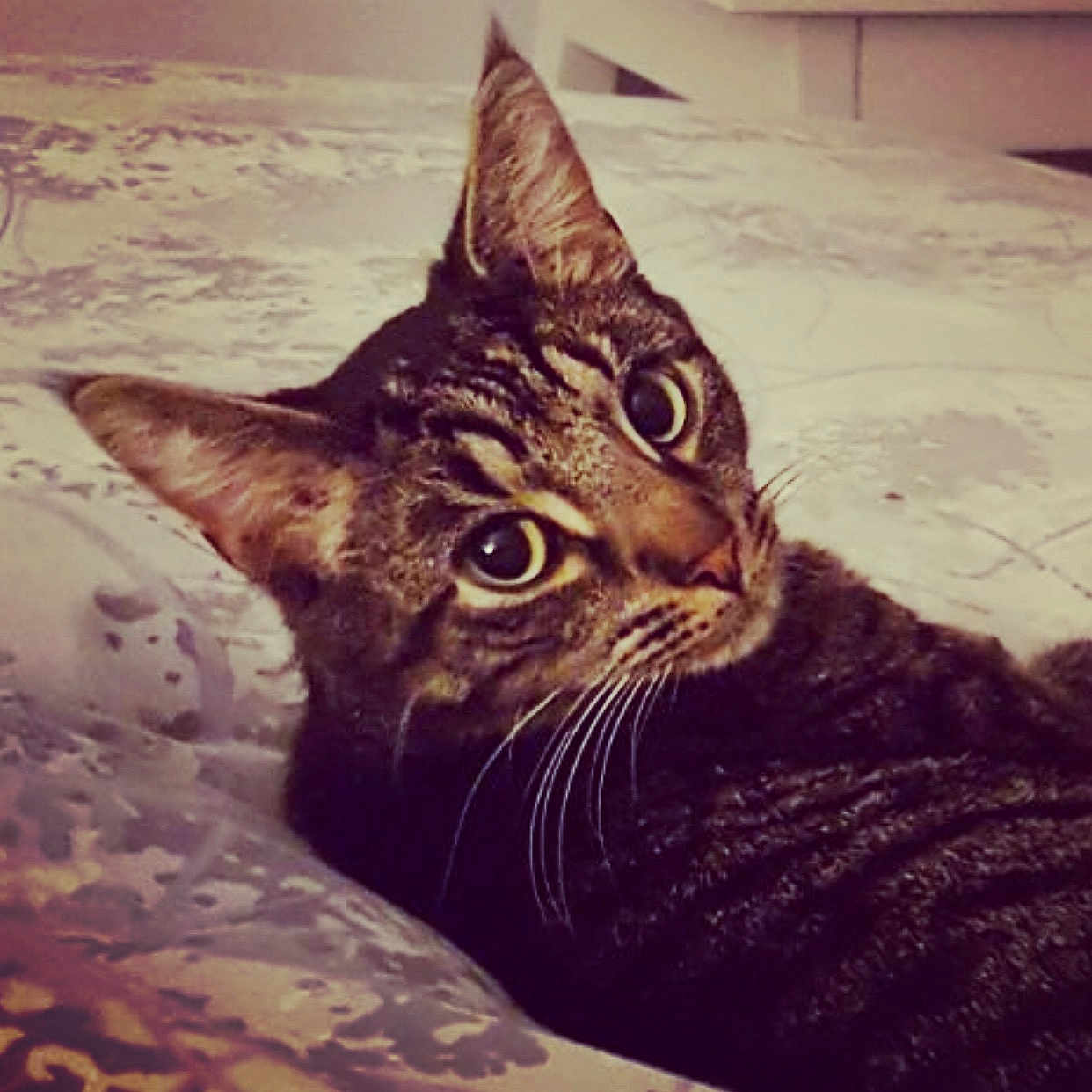 Max