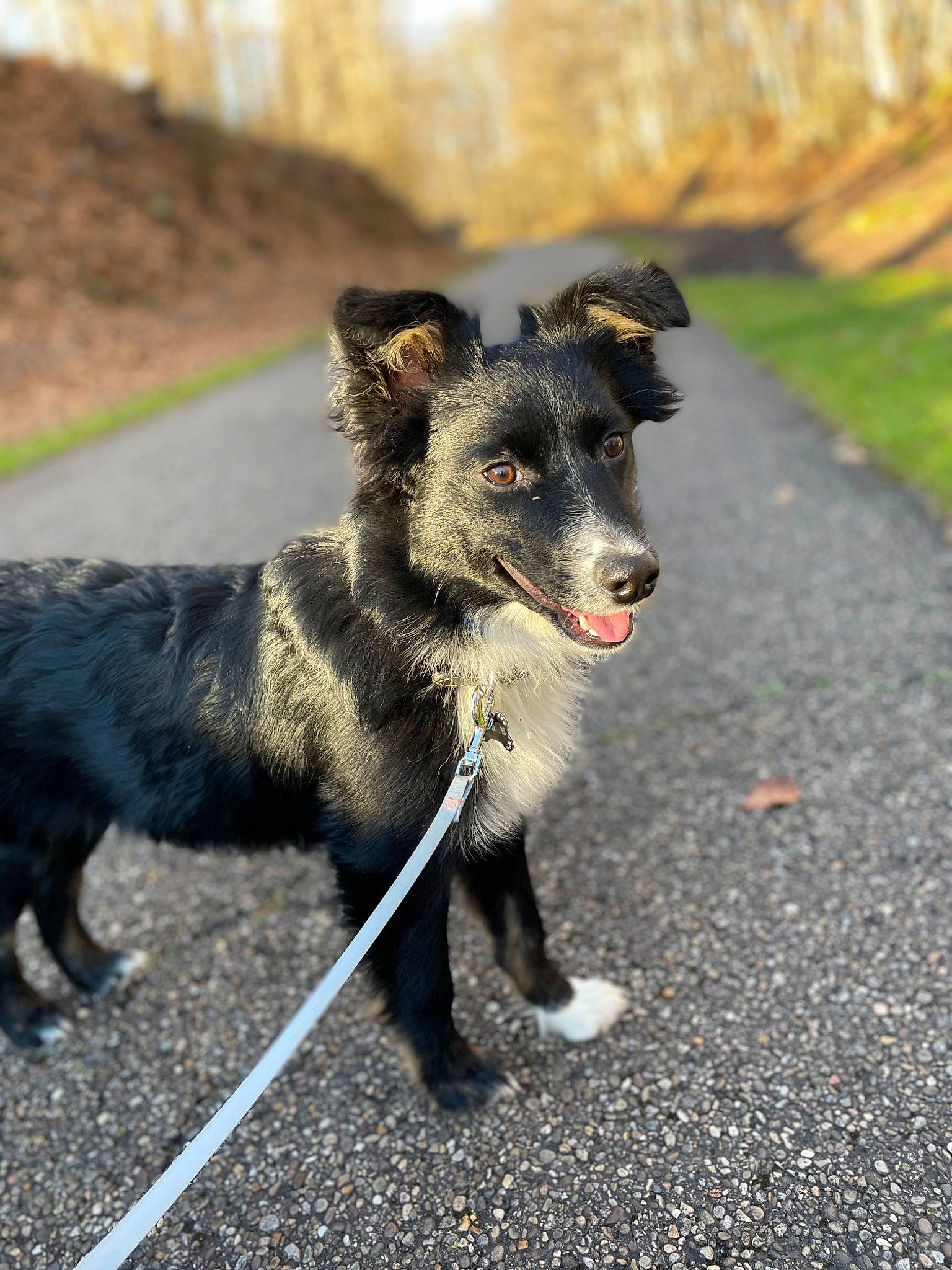 Mary is registered to the contest to win money with this photo: adventure, asphalt, canidae, carnivore, collar, companion_dog, dog, dog_breed, dog_collar, dog_supply, leash, pet_supply, plant, recreation, road, road_surface, snout, sporting_group, tail, working_animal