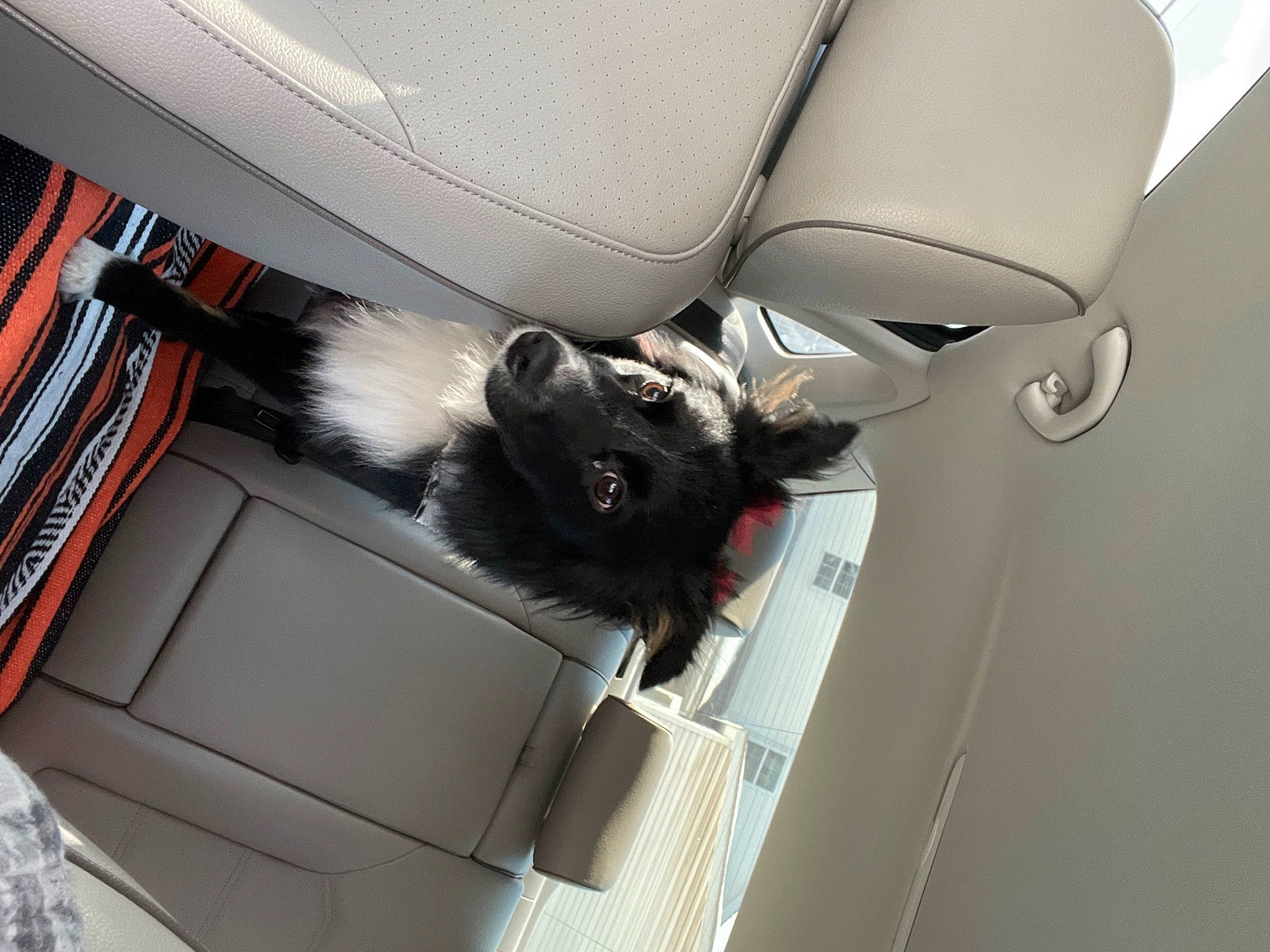 Mary is registered to the contest to win money with this photo: automotive_design, automotive_exterior, car, car_seat, car_seat_cover, carnivore, comfort, companion_dog, dog_breed, family_car, felidae, motor_vehicle, personal_luxury_car, small_to_medium_sized_cats, tail, trunk, vehicle, vehicle_door, whiskers, window