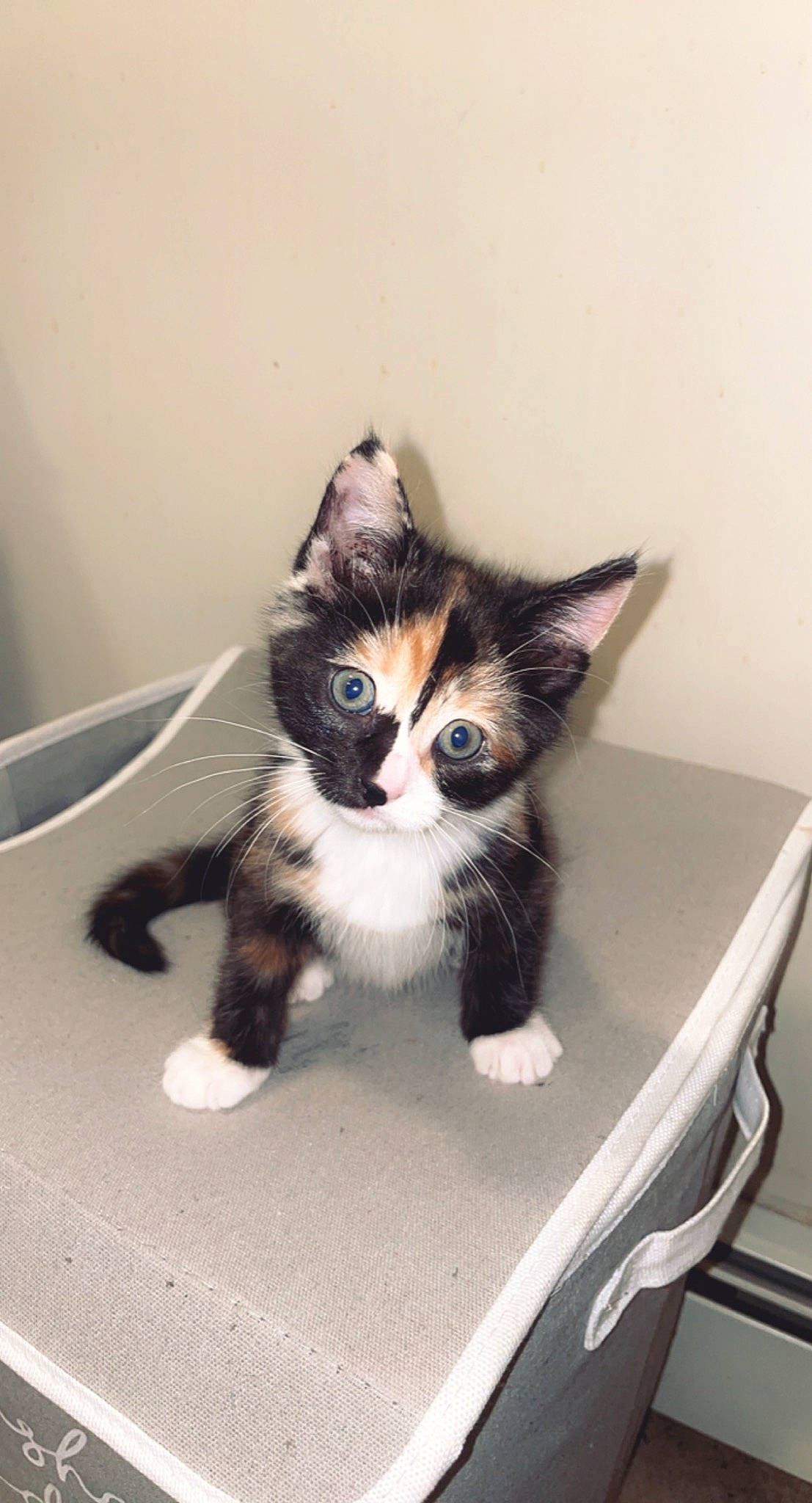 Mia is registered to the contest to win money with this photo: box, cardboard, carnivore, cat, cat_supply, claw, comfort, domestic_short_haired_cat, felidae, fur, paw, sitting, small_to_medium_sized_cats, snout, tail, terrestrial_animal, whiskers