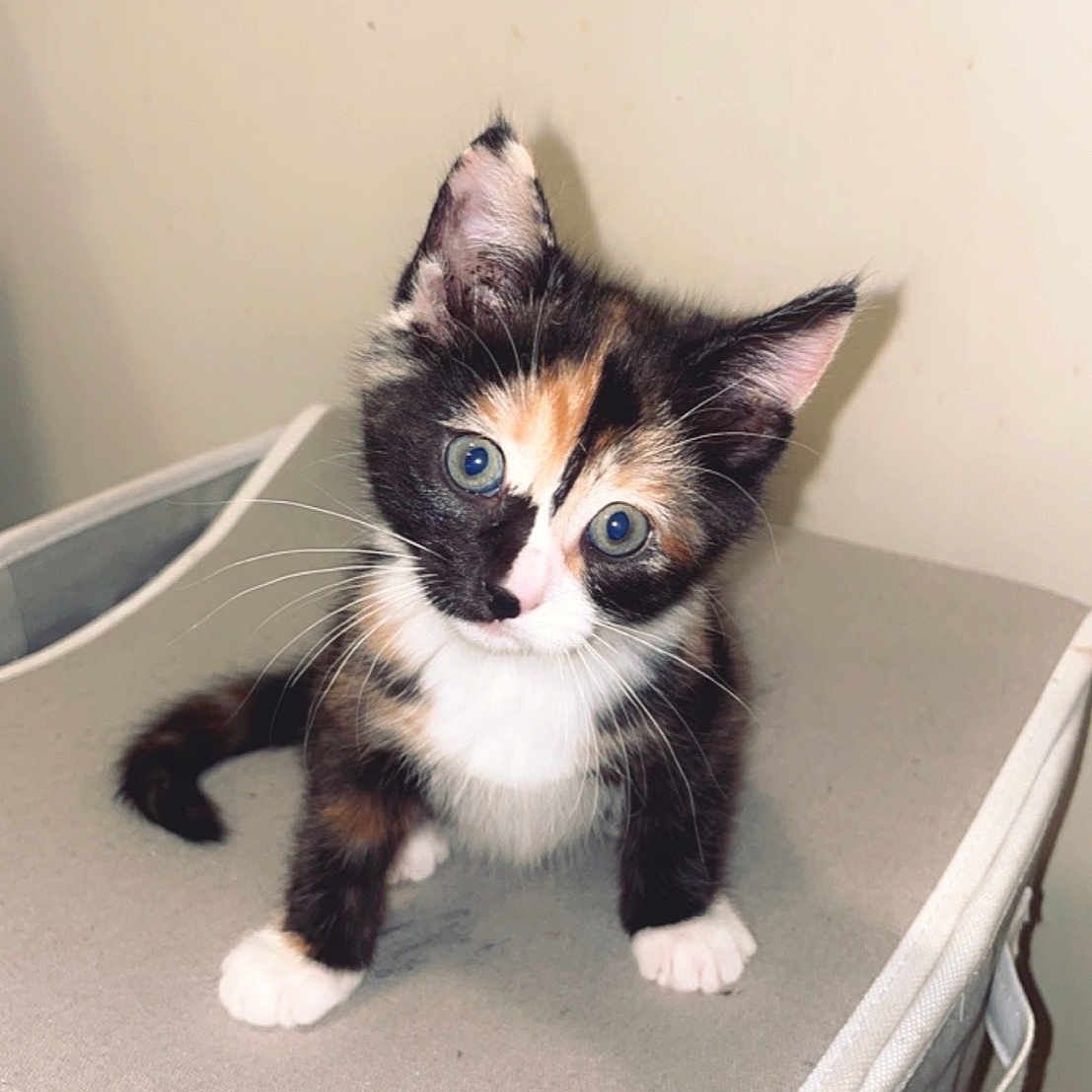 Mia