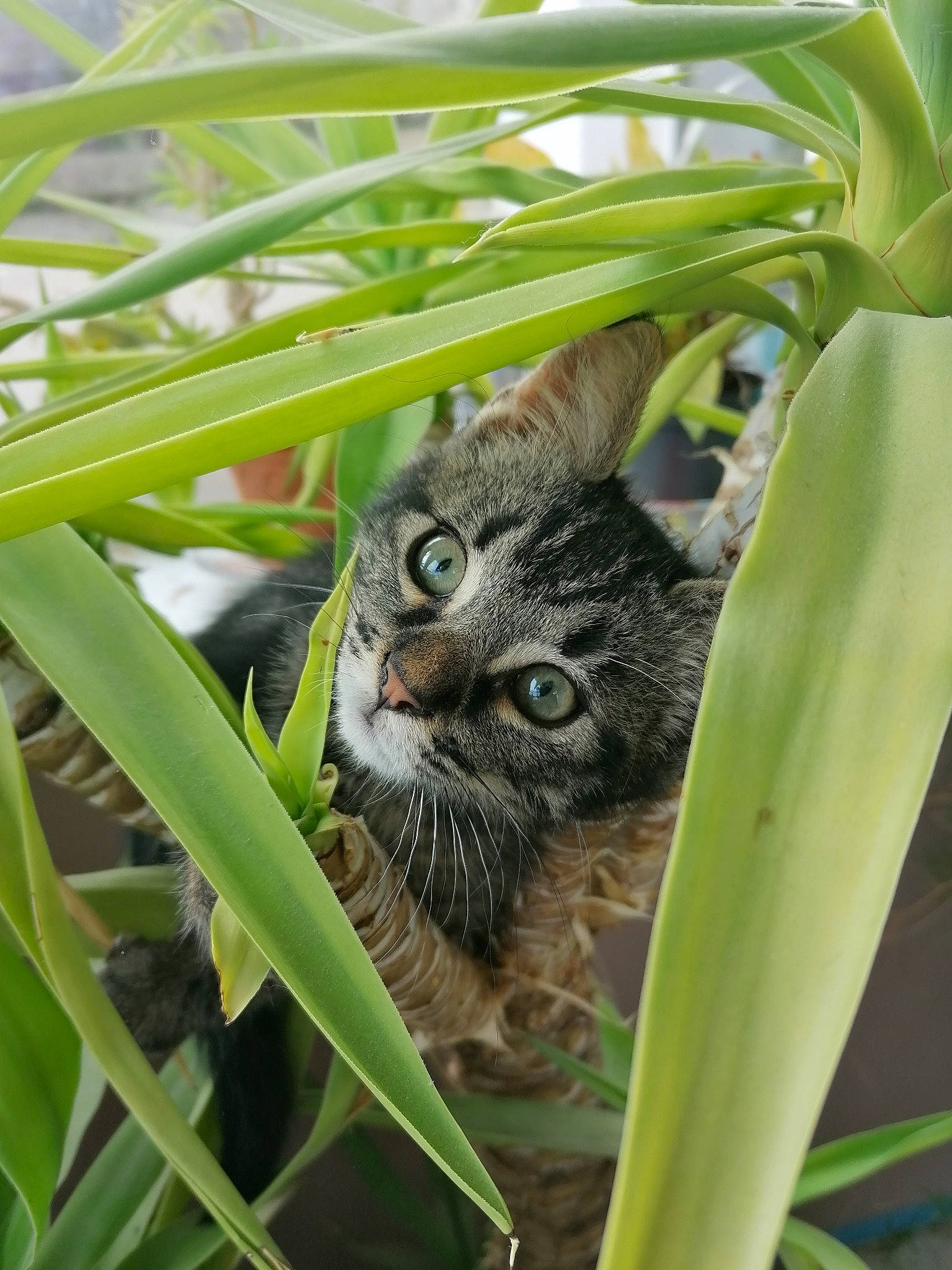 Odin a rejoint le concours — aidez-le/la à gagner de superbes lots ! carnivore, cat, close_up, eye, felidae, flowering_plant, fur, grass, grass_family, organism, plant, plant_stem, small_to_medium_sized_cats, snout, terrestrial_animal, terrestrial_plant, vegetation, vertebrate, whiskers, wildlife