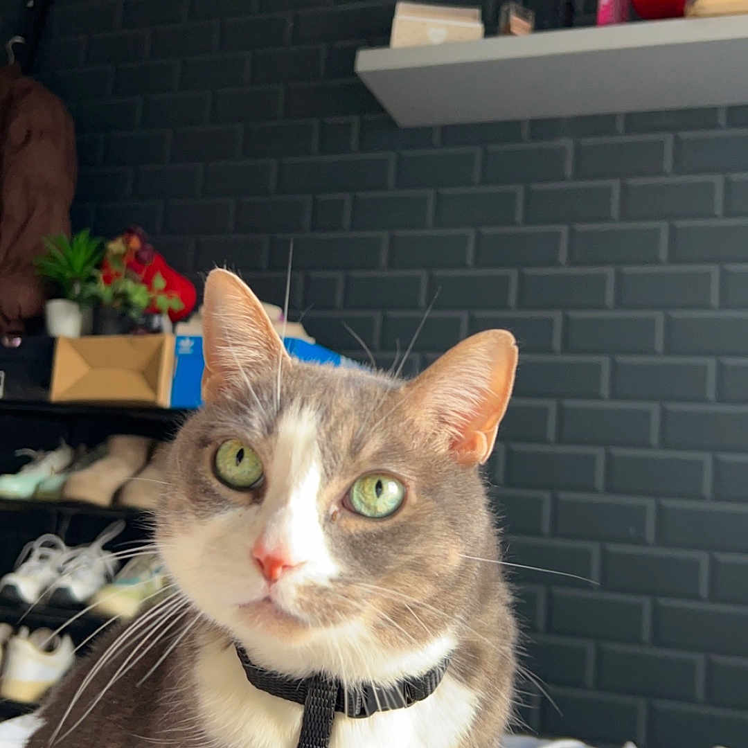 Bizouille a rejoint le concours — aidez-le/la à gagner de superbes lots ! abyssinian, adult, animal, architecture, brick, building, cat, clothing, footwear, furniture, indoors, kitten, male, man, manx, person, pet, shelf, shoe, wall