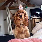 Mila a rejoint le concours — aidez-le/la à gagner de superbes lots ! dog, golden_brown, bow, bed, blanket, pink, fur, indoor, furniture, wooden_beams, television, curtain, cozy, pet, portrait, looking, collar, room, sleeping_area, house