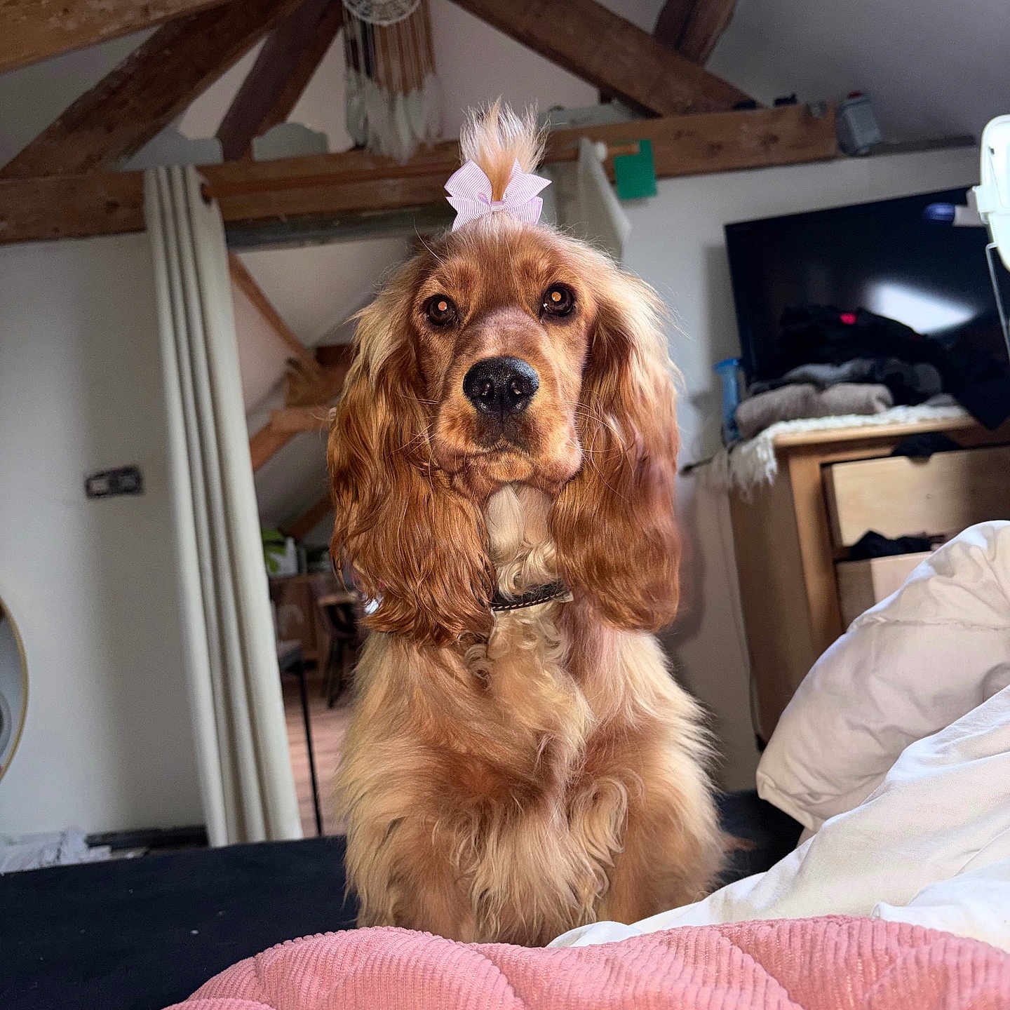 Mila a rejoint le concours — aidez-le/la à gagner de superbes lots ! bed, blanket, bow, collar, cozy, curtain, dog, fur, furniture, golden_brown, house, indoor, looking, pet, pink, portrait, room, sleeping_area, television, wooden_beams