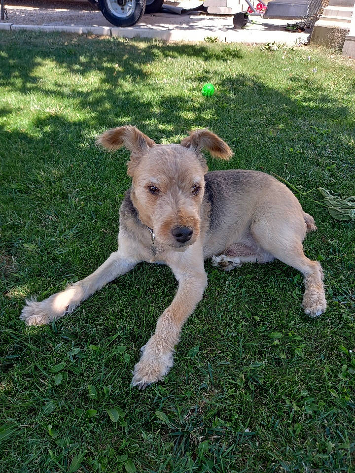 Fox a rejoint le concours — aidez-le/la à gagner de superbes lots ! canidae, carnivore, collar, companion_dog, dog, dog_breed, dog_collar, fawn, grass, groundcover, plant, puppy, snout, sporting_group, tail, terrier, tire, wheel, wire_hair_fox_terrier, working_animal