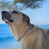 animal, beach, calm, canine, closeup, collar, daylight, dog, fur, looking_up, mammal, nature, outdoor, pet, portrait, sea, side_view, sky, tree, water
