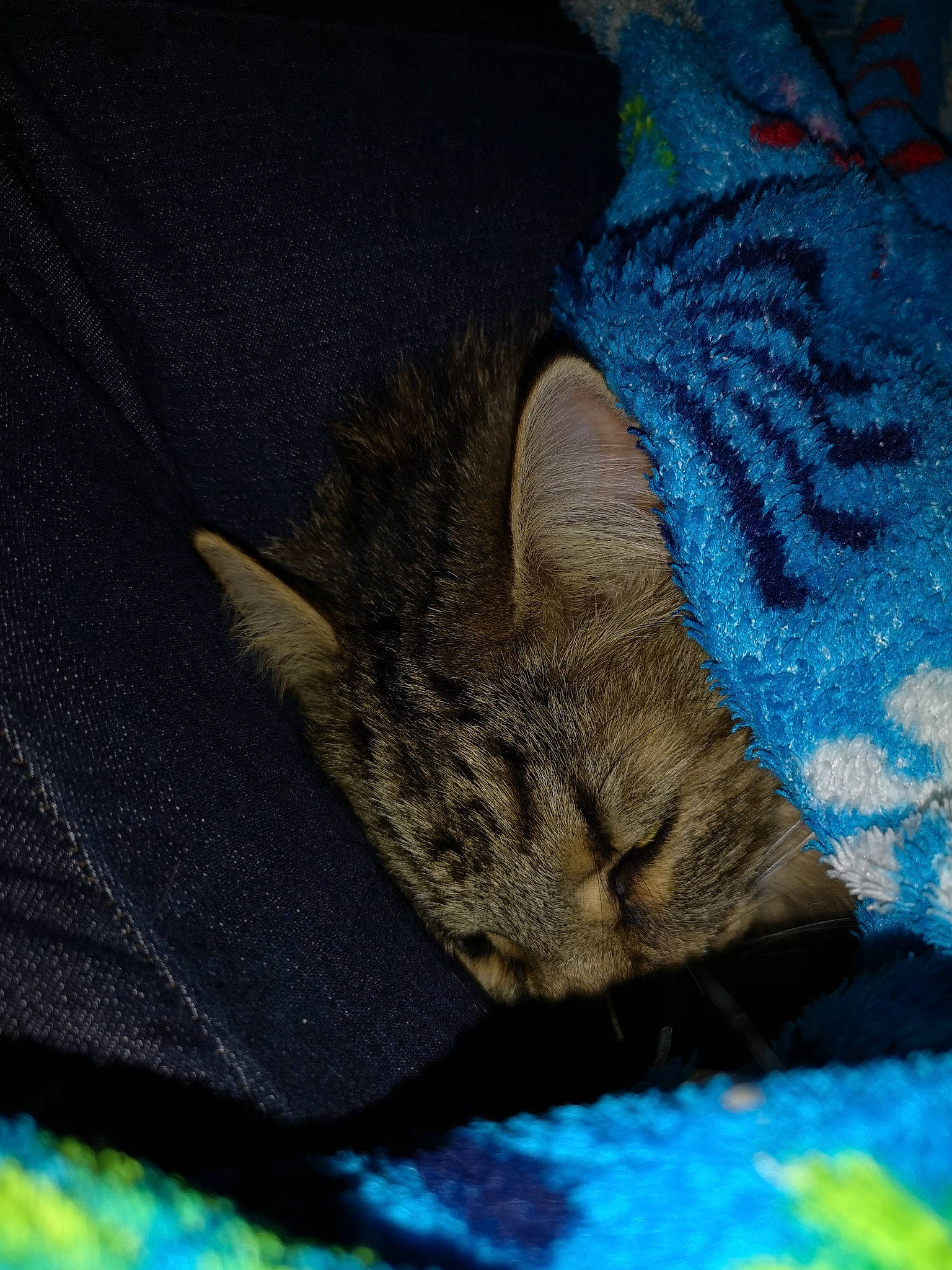 Lilo a rejoint le concours — aidez-le/la à gagner de superbes lots ! carnivore, cat, domestic_short_haired_cat, felidae, fur, kitten, small_to_medium_sized_cats, tail, whiskers