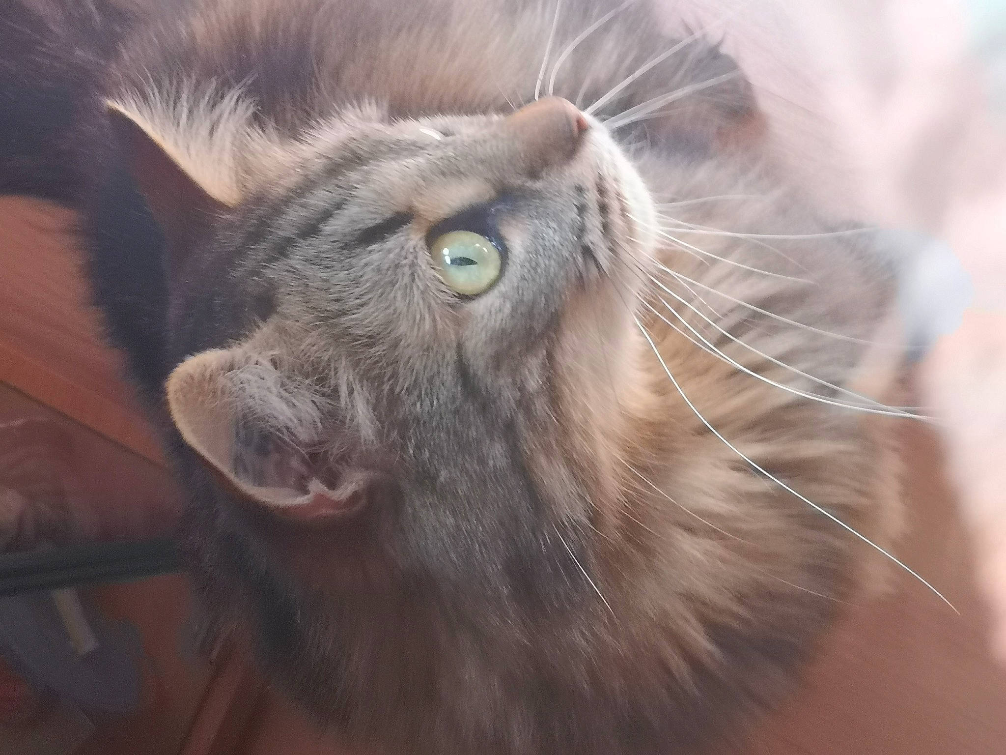 Lilo participe au concours pour gagner de l'argent avec cette photo : carnivore, cat, close_up, ear, eye, felidae, fur, kitten, nebelung, nose, organ, organism, small_to_medium_sized_cats, snout, whiskers, wildlife