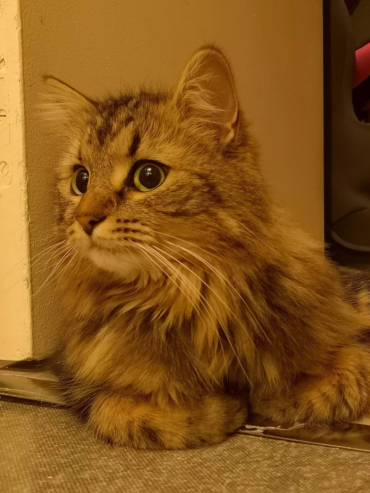 Lilo a rejoint le concours — aidez-le/la à gagner de superbes lots ! american_curl, asian, asian_semi_longhair, british_longhair, british_semi_longhair, carnivore, cat, cymric, domestic_long_haired_cat, felidae, maine_coon, mammal, norwegian_forest_cat, persian, ragamuffin, siberian, small_to_medium_sized_cats, tabby_cat, vertebrate, whiskers