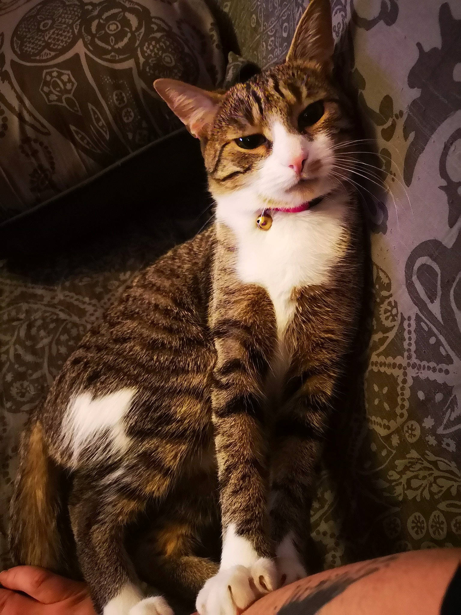 Tekila participe au concours pour gagner de l'argent avec cette photo : carnivore, cat, claw, comfort, domestic_short_haired_cat, eye, felidae, foot, fur, paw, sitting, small_to_medium_sized_cats, snout, tail, terrestrial_animal, whiskers