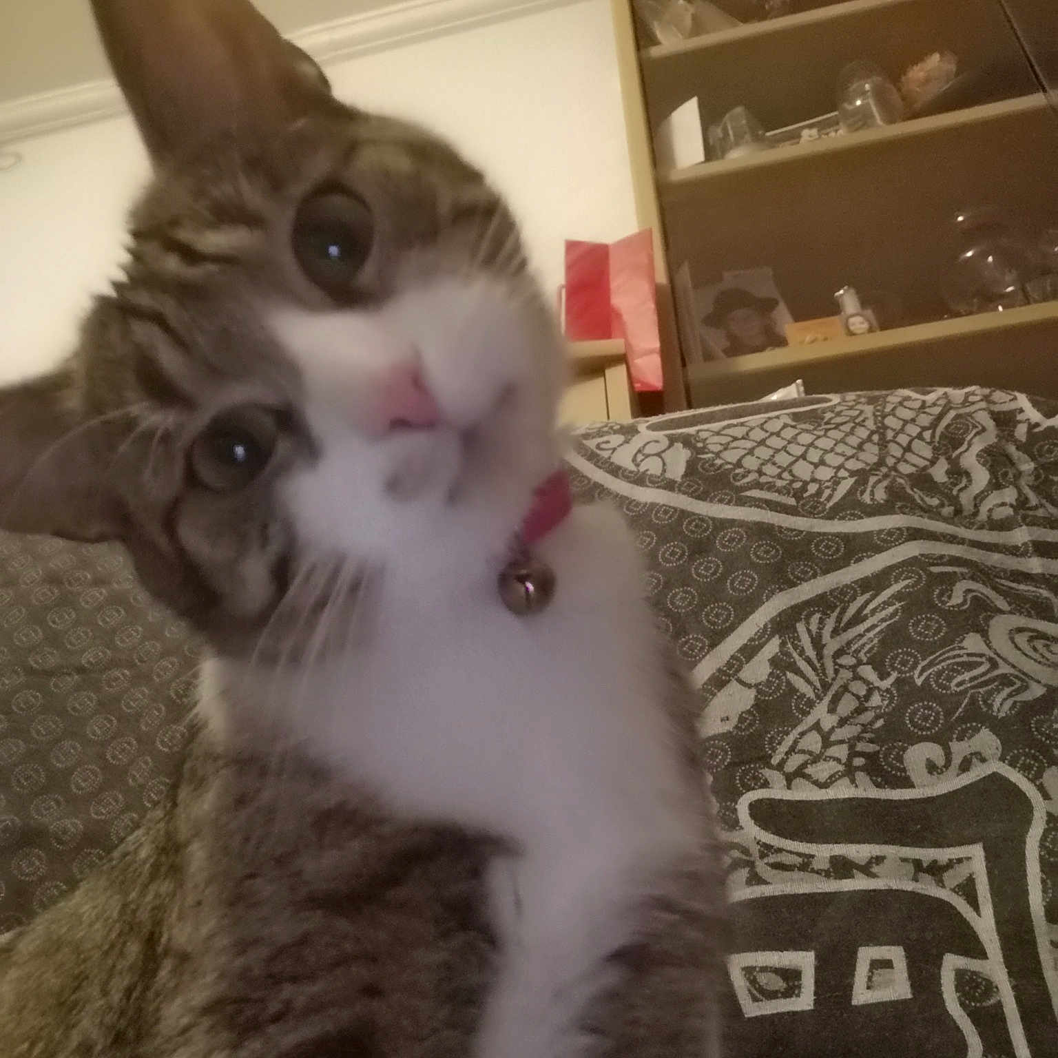 Tekila