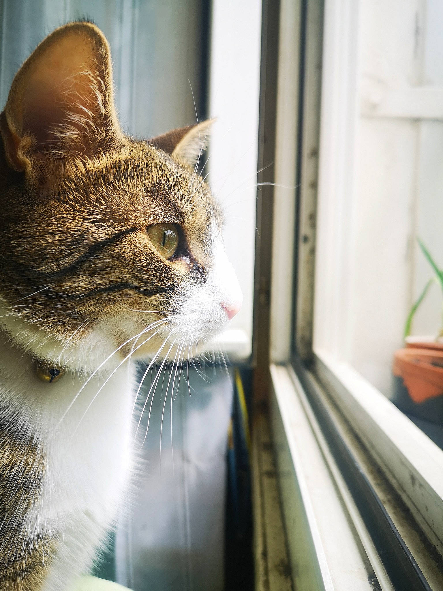 Tekila a rejoint le concours — aidez-le/la à gagner de superbes lots ! automotive_lighting, carnivore, cat, domestic_short_haired_cat, door, felidae, flowerpot, fur, grass, houseplant, plant, reflection, small_to_medium_sized_cats, snout, tree, whiskers, wildlife, window, wood