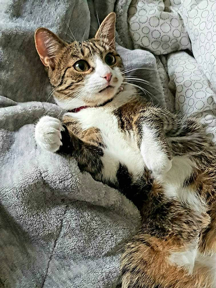 Tekila participe au concours pour gagner de l'argent avec cette photo : bedrock, carnivore, cat, claw, domestic_short_haired_cat, felidae, foot, fur, paw, sitting, small_to_medium_sized_cats, snout, tail, terrestrial_animal, tree, whiskers, wildlife