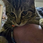 Kinder Alias Kiki a rejoint le concours — aidez-le/la à gagner de superbes lots ! cat, tabby_cat, pet, animal, close_up, indoor, human_hand, holding, curious, whiskers, ears, feline, domestic, face, fur, person, wristband, light, ceiling, room