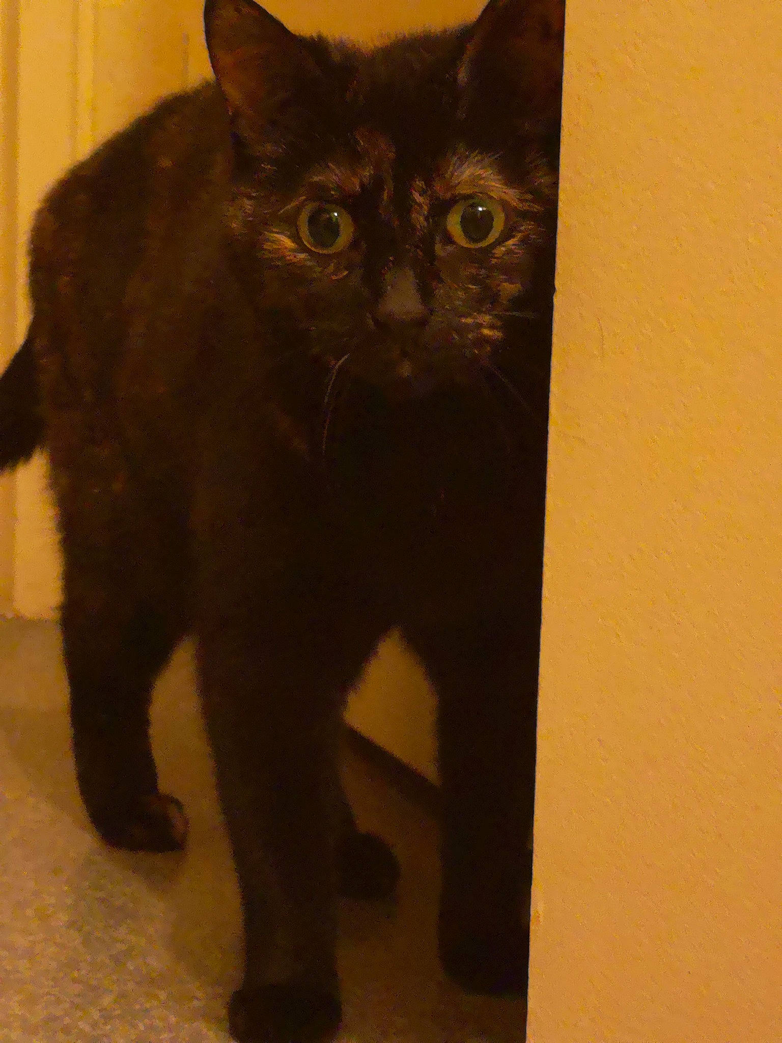 Baya a rejoint le concours — aidez-le/la à gagner de superbes lots ! asian, black_cat, bombay, burmese, carnivore, cat, domestic_short_haired_cat, eye, felidae, havana_brown, kitten, korat, mammal, polydactyl_cat, small_to_medium_sized_cats, snout, tail, vertebrate, whiskers