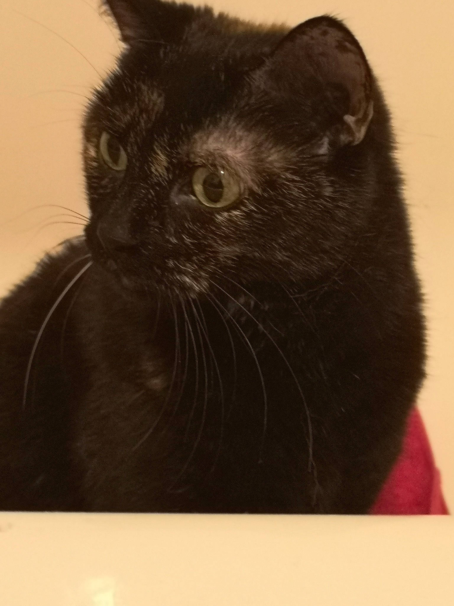 Baya participe au concours pour gagner de l'argent avec cette photo : asian, black, black_cat, bombay, british_shorthair, carnivore, cat, domestic_short_haired_cat, felidae, fur, kitten, mammal, small_to_medium_sized_cats, snout, vertebrate, whiskers