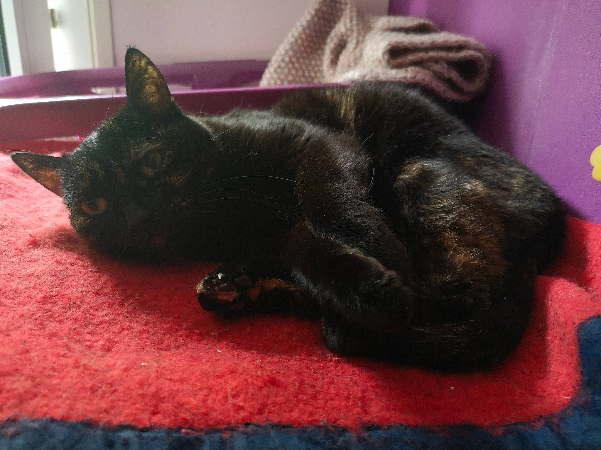 Baya a rejoint le concours — aidez-le/la à gagner de superbes lots ! asian, black, black_cat, bombay, burmese, carnivore, cat, claw, domestic_short_haired_cat, felidae, fur, german_rex, korat, mammal, nap, russian_blue, small_to_medium_sized_cats, snout, tail, whiskers