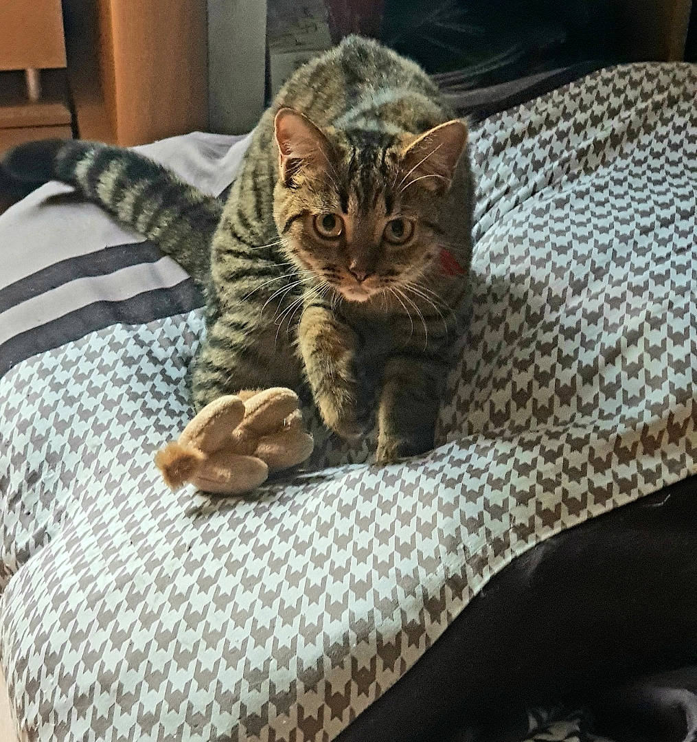 Tixy a rejoint le concours — aidez-le/la à gagner de superbes lots ! bed, bedding, carnivore, cat, cat_supply, claw, comfort, domestic_short_haired_cat, fawn, felidae, fur, linens, pet_supply, small_to_medium_sized_cats, snout, terrestrial_animal, textile, tree, whiskers, woven_fabric