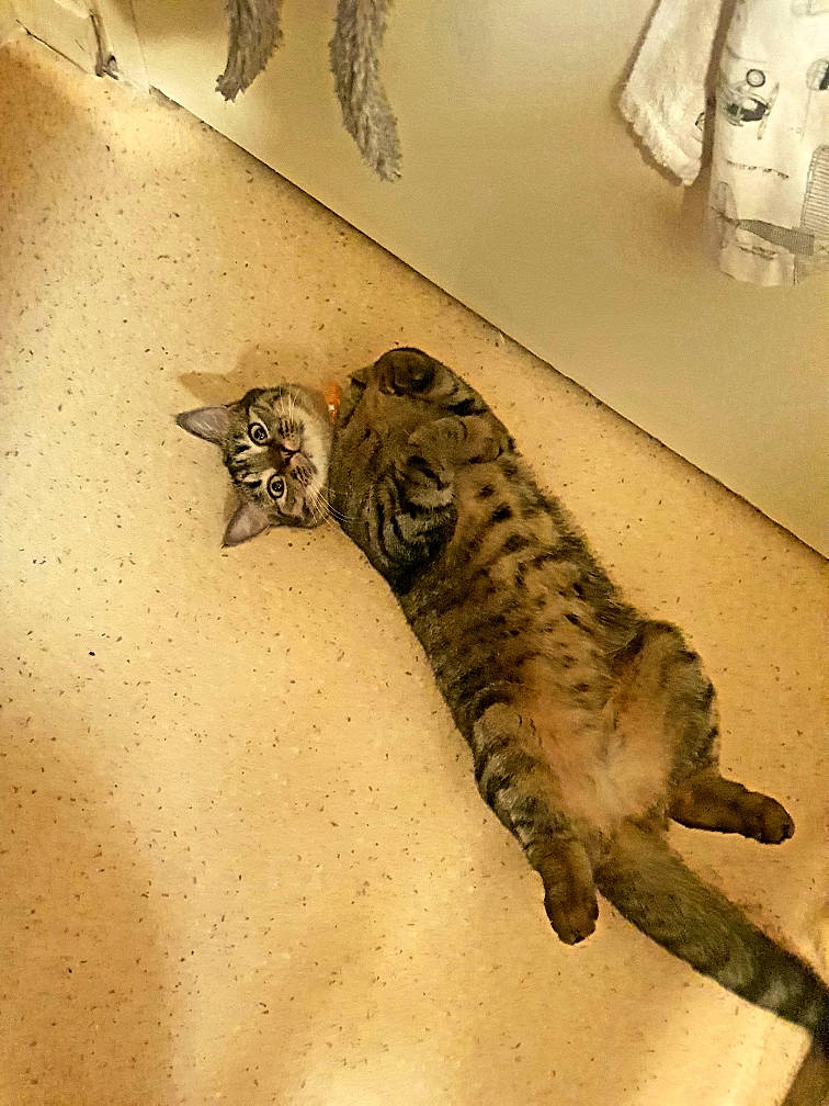 Tixy participe au concours pour gagner de l'argent avec cette photo : big_cats, carnivore, cat, claw, comfort, domestic_short_haired_cat, felidae, flooring, fur, house, metal, paw, room, small_to_medium_sized_cats, snout, tail, terrestrial_animal, visual_arts, whiskers, wood