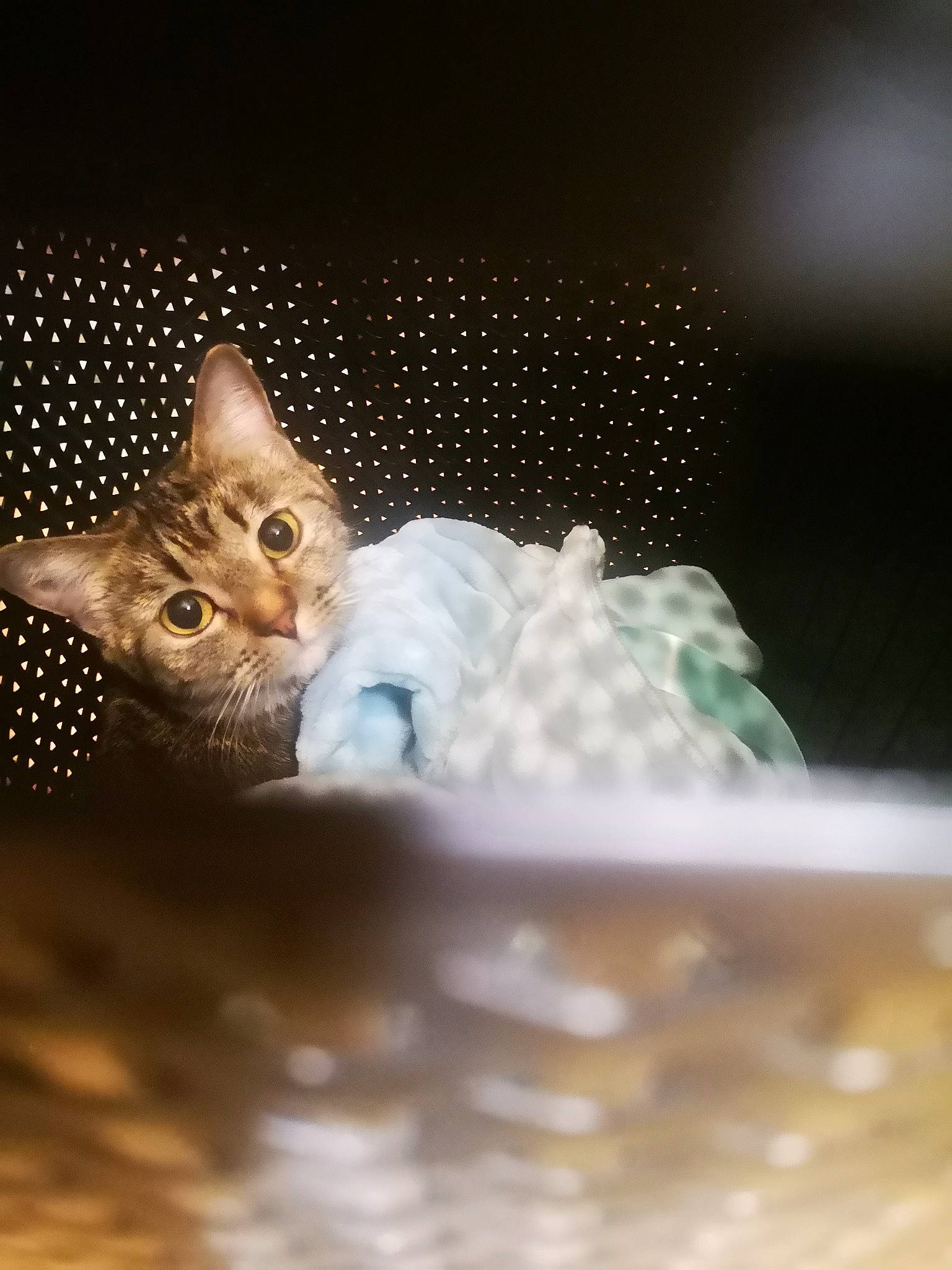 Tixy a rejoint le concours — aidez-le/la à gagner de superbes lots ! carnivore, cat, darkness, domestic_short_haired_cat, fawn, felidae, fur, macro_photography, paw, sitting, sky, small_to_medium_sized_cats, tail, water, whiskers