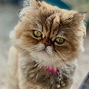 Florence is registered to the contest to win money with this photo: cat, fluffy, green_eyes, whiskers, close_up, pet, feline, collar, pink_collar, portrait, animal, domestic_animal, indoors, fur, cute, looking_at_camera, face, focused, soft_background, detailed