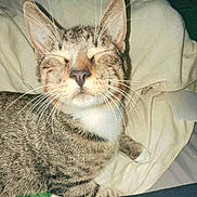 Tj joined the competition — help win amazing prizes! bed, bedding, blanket, cat, close_up, closed_eyes, cozy, ears, feline, fur, indoor, nose, paw, pet, portrait, relaxed, sleeping, tabby, tabby_cat, whiskers