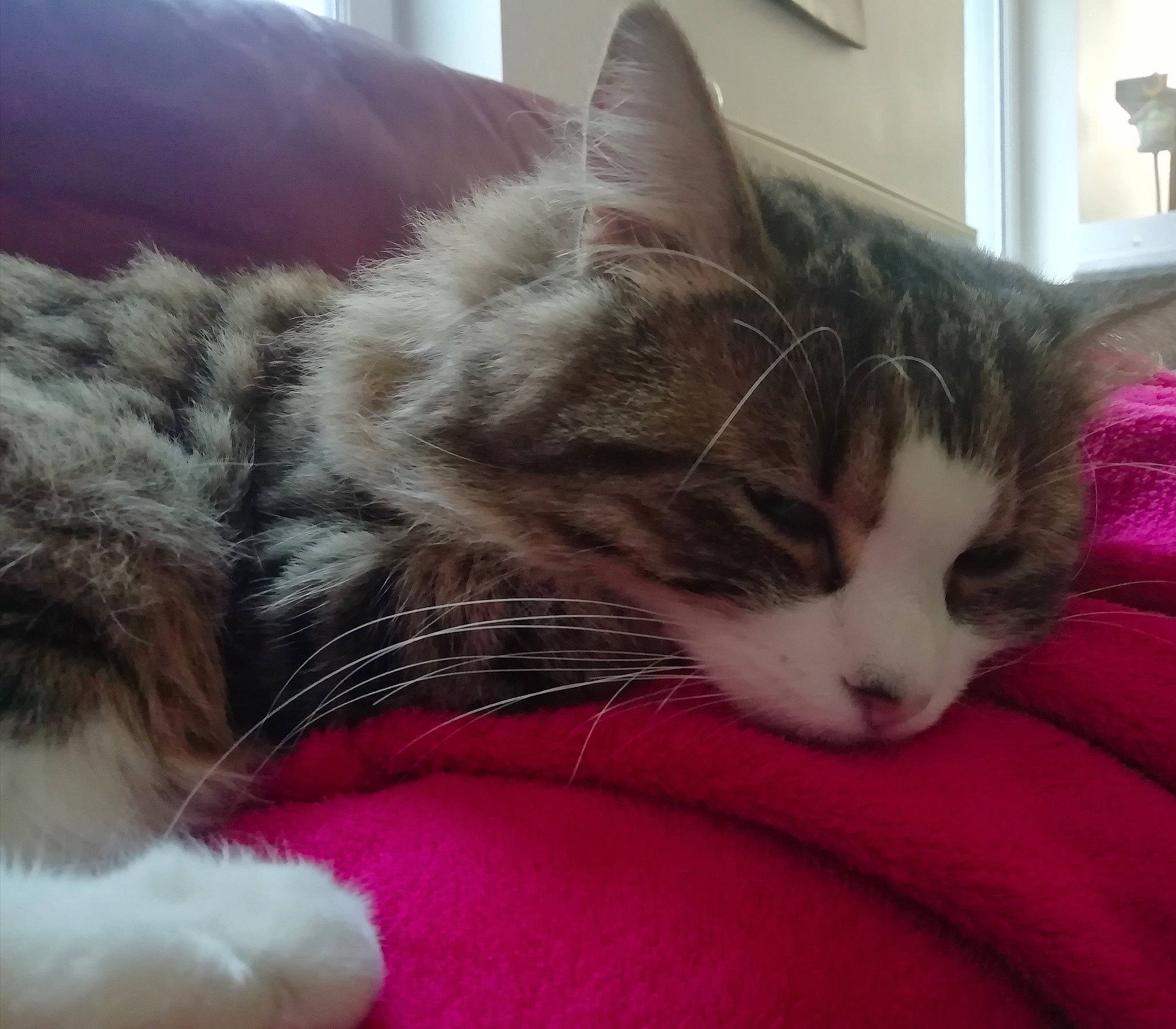 Craquotte participe au concours pour gagner de l'argent avec cette photo : aegean_cat, american_wirehair, carnivore, cat, domestic_long_haired_cat, domestic_short_haired_cat, european_shorthair, eye, felidae, fur, kitten, mammal, nap, norwegian_forest_cat, nose, polydactyl_cat, ragamuffin, small_to_medium_sized_cats, snout, whiskers