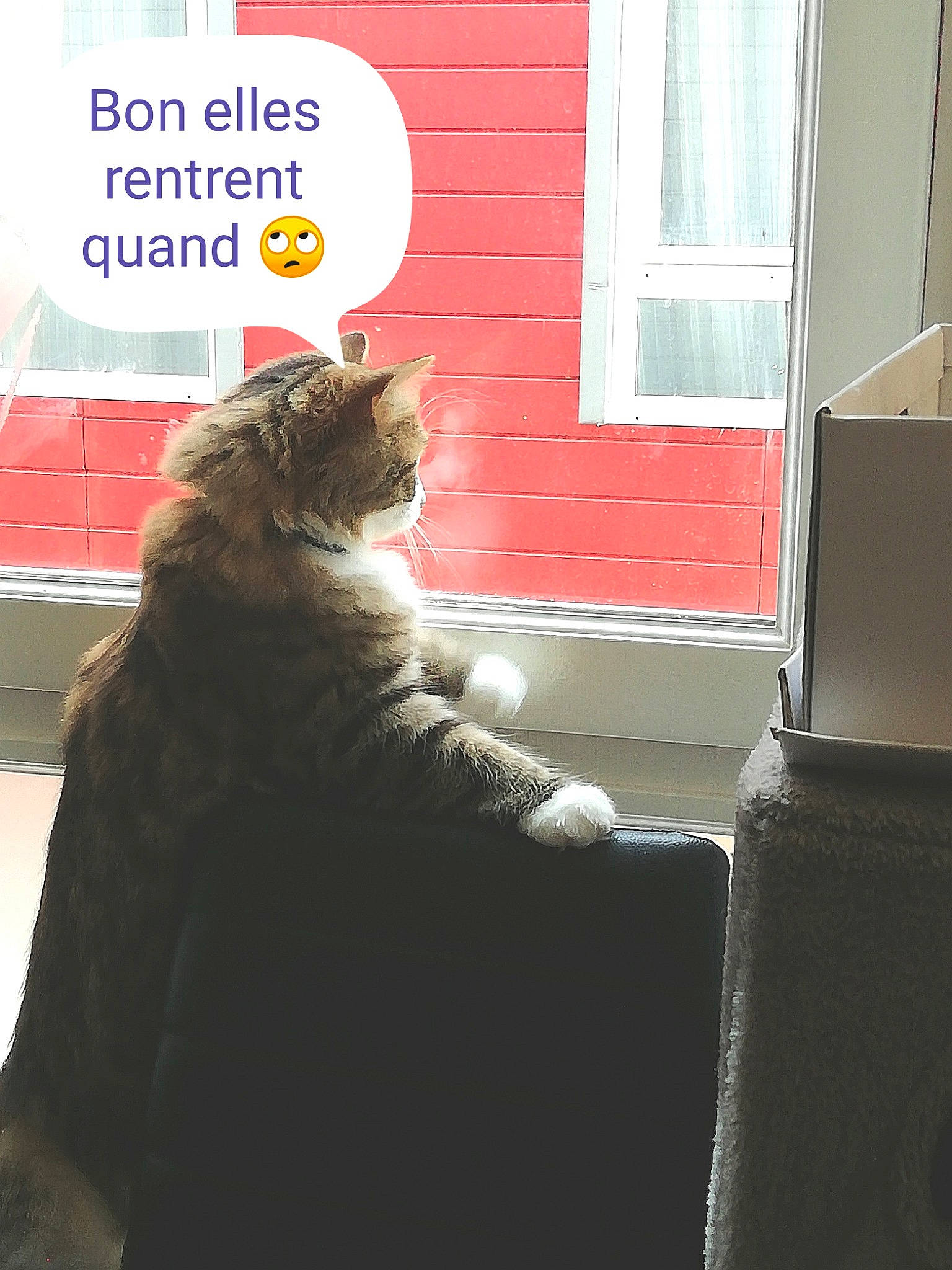 Craquotte participe au concours pour gagner de l'argent avec cette photo : adaptation, carnivore, cat, domestic_short_haired_cat, felidae, fur, norwegian_forest_cat, photo_caption, polydactyl_cat, sitting, small_to_medium_sized_cats, tail, whiskers, window