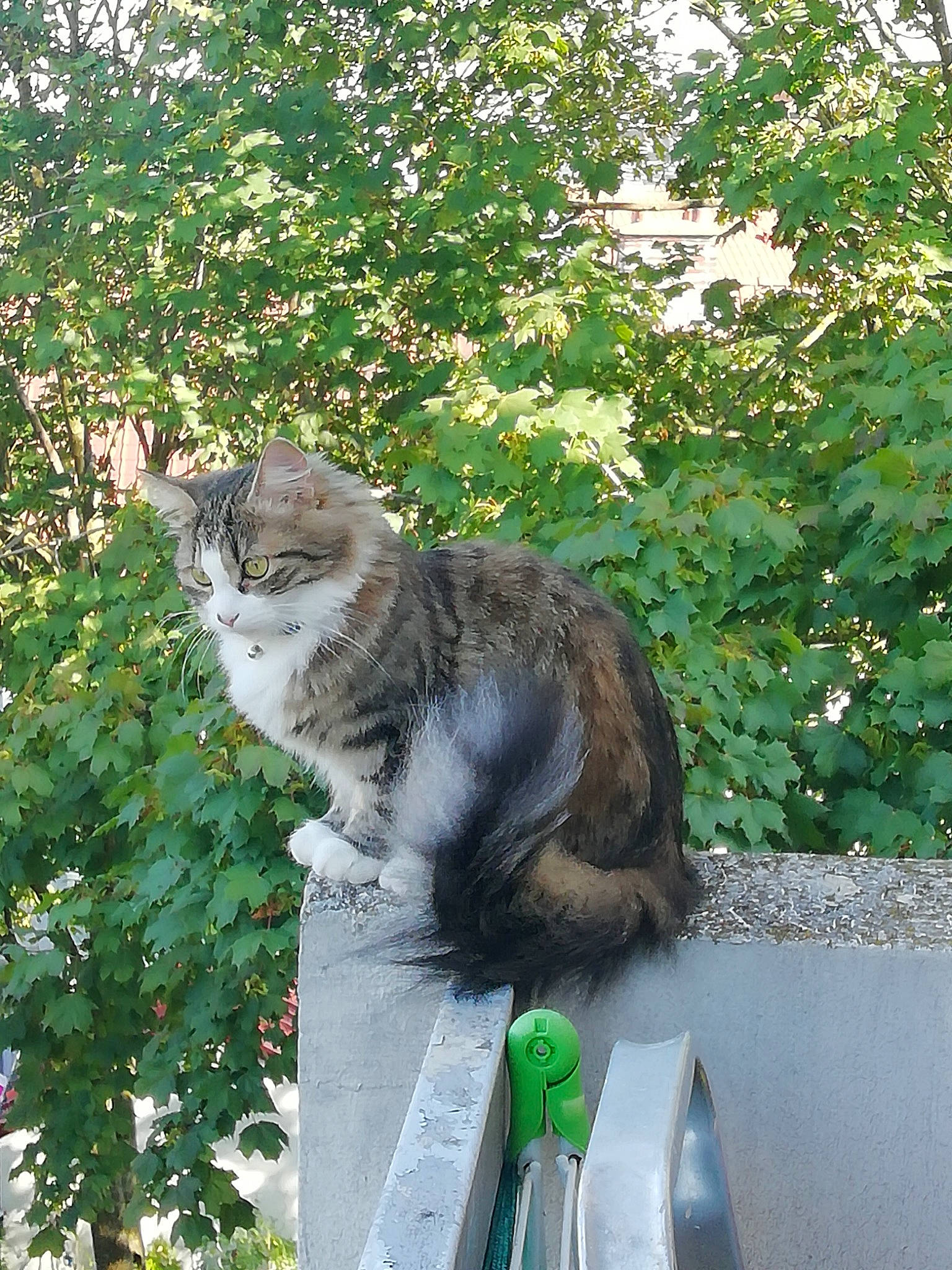 Craquotte participe au concours pour gagner de l'argent avec cette photo : carnivore, cat, domestic_long_haired_cat, domestic_short_haired_cat, european_shorthair, felidae, maine_coon, norwegian_forest_cat, plant, small_to_medium_sized_cats, tail, tree, whiskers