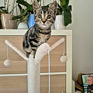 Minnie a rejoint le concours — aidez-le/la à gagner de superbes lots ! cat, kitten, tabby, cat_tree, indoor, houseplants, furniture, wooden_drawer, pet, curious, wide_eyes, plush, toy, string, background, framed_photo, hat, cozy, domestic, portrait