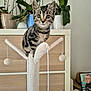 cat, kitten, tabby, cat_tree, indoor, houseplants, furniture, wooden_drawer, pet, curious, wide_eyes, plush, toy, string, background, framed_photo, hat, cozy, domestic, portrait