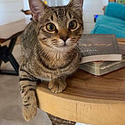 Iris joined the competition — help win amazing prizes! cat, tabby_cat, pet, animal, indoor, table, wooden_table, paw, books, living_room, couch, furniture, curious, wide_eyes, domestic_animal, cozy, decor, framed_picture, floor, relaxed