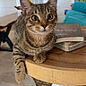 cat, tabby_cat, pet, animal, indoor, table, wooden_table, paw, books, living_room, couch, furniture, curious, wide_eyes, domestic_animal, cozy, decor, framed_picture, floor, relaxed