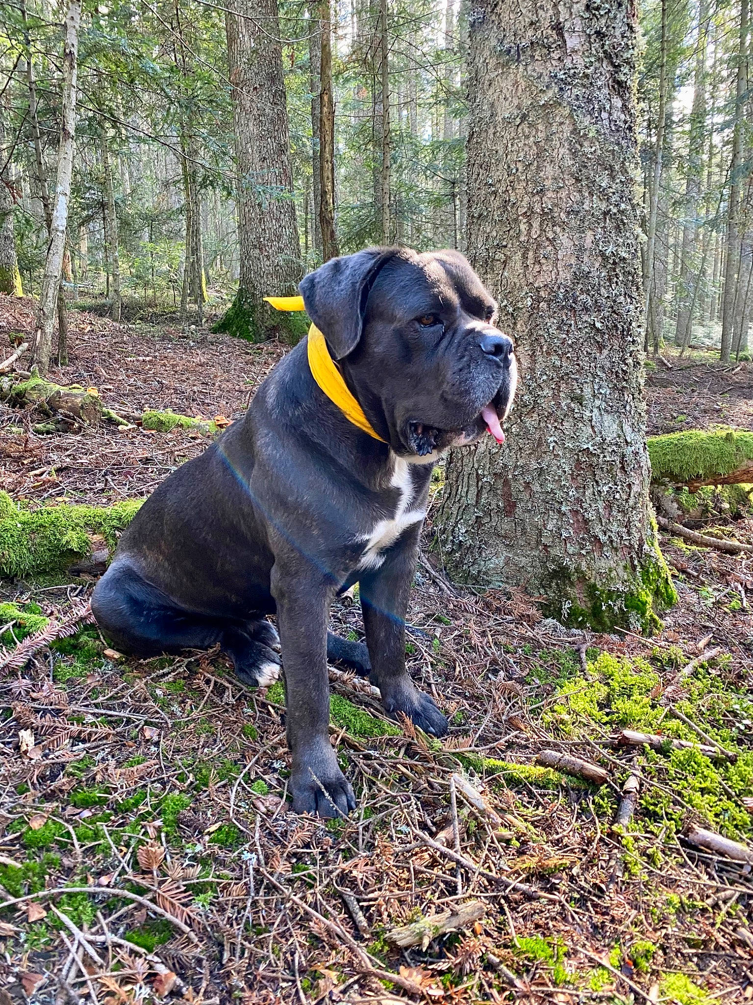 Ramos participe au concours pour gagner de l'argent avec cette photo : borador, canidae, carnivore, collar, companion_dog, dog, dog_breed, dog_collar, fawn, grass, guard_dog, molosser, pet_supply, plant, sporting_group, tail, terrestrial_animal, tree, working_animal, working_dog