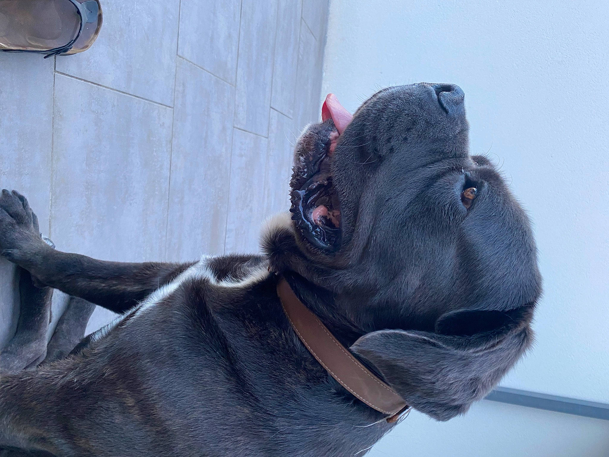 Ramos participe au concours pour gagner de l'argent avec cette photo : art, carmine, fawn, fur, grey, personal_protective_equipment, reptile, snout, sporting_group, terrestrial_animal, toy, turkey, visual_arts, wool, working_animal, wrinkle