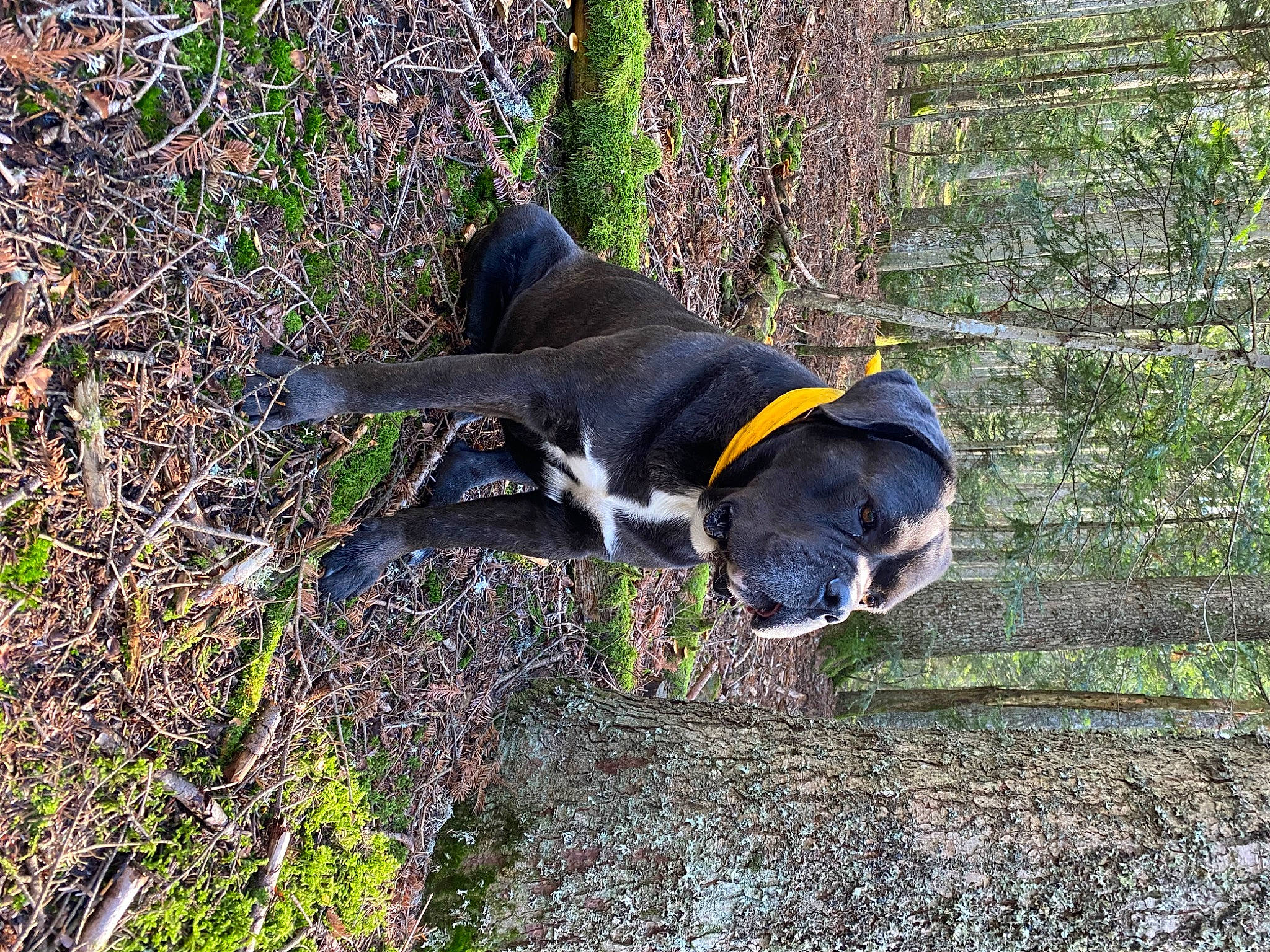 Ramos participe au concours pour gagner de l'argent avec cette photo : canidae, carnivore, collar, companion_dog, dog, dog_breed, dog_supply, grass, hunting_dog, pet_supply, plant, snout, soil, sporting_group, tail, terrestrial_animal, tree, working_animal, working_dog