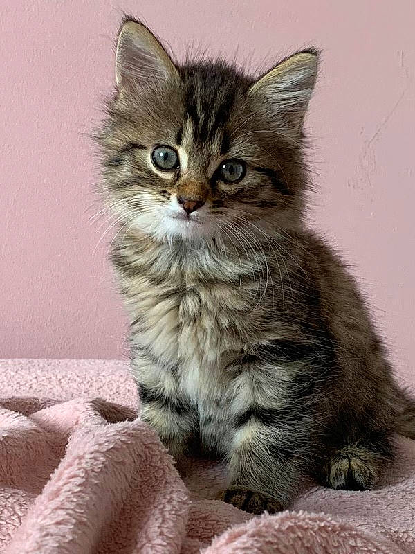 Tokyo a rejoint le concours — aidez-le/la à gagner de superbes lots ! carnivore, cat, claw, domestic_short_haired_cat, felidae, fur, iris, maine_coon, paw, sitting, small_to_medium_sized_cats, snout, tail, terrestrial_animal, whiskers