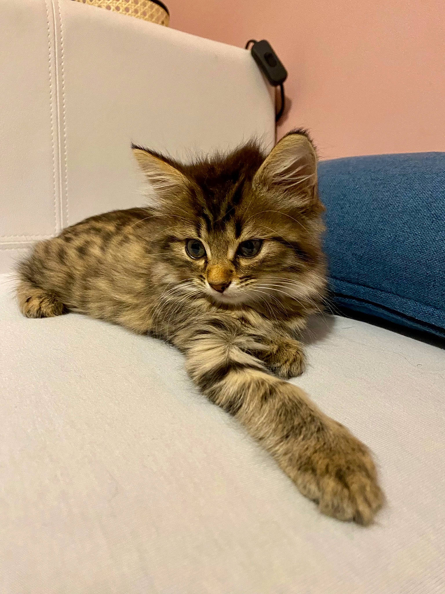 Tokyo participe au concours pour gagner de l'argent avec cette photo : carnivore, cat, claw, comfort, domestic_short_haired_cat, felidae, fur, paw, small_to_medium_sized_cats, snout, tail, terrestrial_animal, whiskers