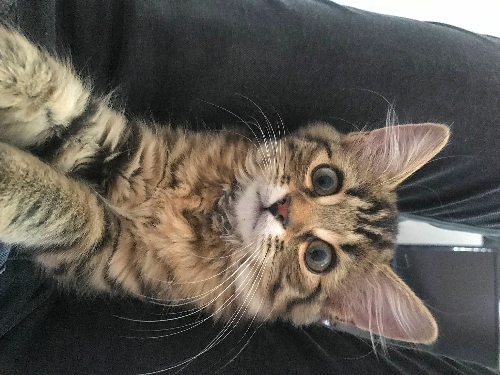 Tokyo participe au concours pour gagner de l'argent avec cette photo : bed, carnivore, cat, claw, comfort, domestic_short_haired_cat, eye, felidae, fur, norwegian_forest_cat, paw, small_to_medium_sized_cats, tail, terrestrial_animal, whiskers, wildlife