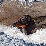 Luna a rejoint le concours — aidez-le/la à gagner de superbes lots ! dog, dachshund, puppy, black_and_tan, pet, animal, portrait, close_up, fluffy_blanket, blanket, cozy, indoors, cute, adorable, brown, black, lying_down, looking_left, soft_texture, home