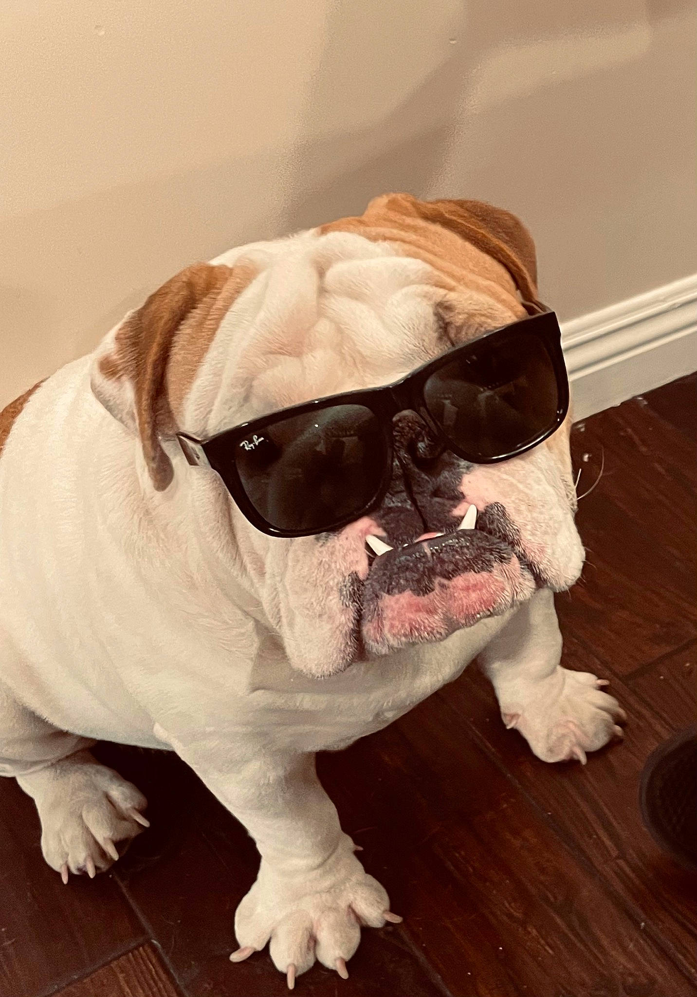 Capone joined the competition — help win amazing prizes! beard, carnivore, companion_dog, dog, dog_breed, eyewear, fawn, flooring, glasses, goggles, head, human_body, jaw, personal_protective_equipment, snout, sunglasses, vision_care, wood, working_animal, wrinkle