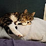 Bubba is registered to the contest to win money with this photo: cat, tabby, sleeping, paws, blanket, indoor, cozy, fur, pet, resting, cute, animal, mammal, whiskers, relaxation, feline, soft_texture, comfort, closeup, nap