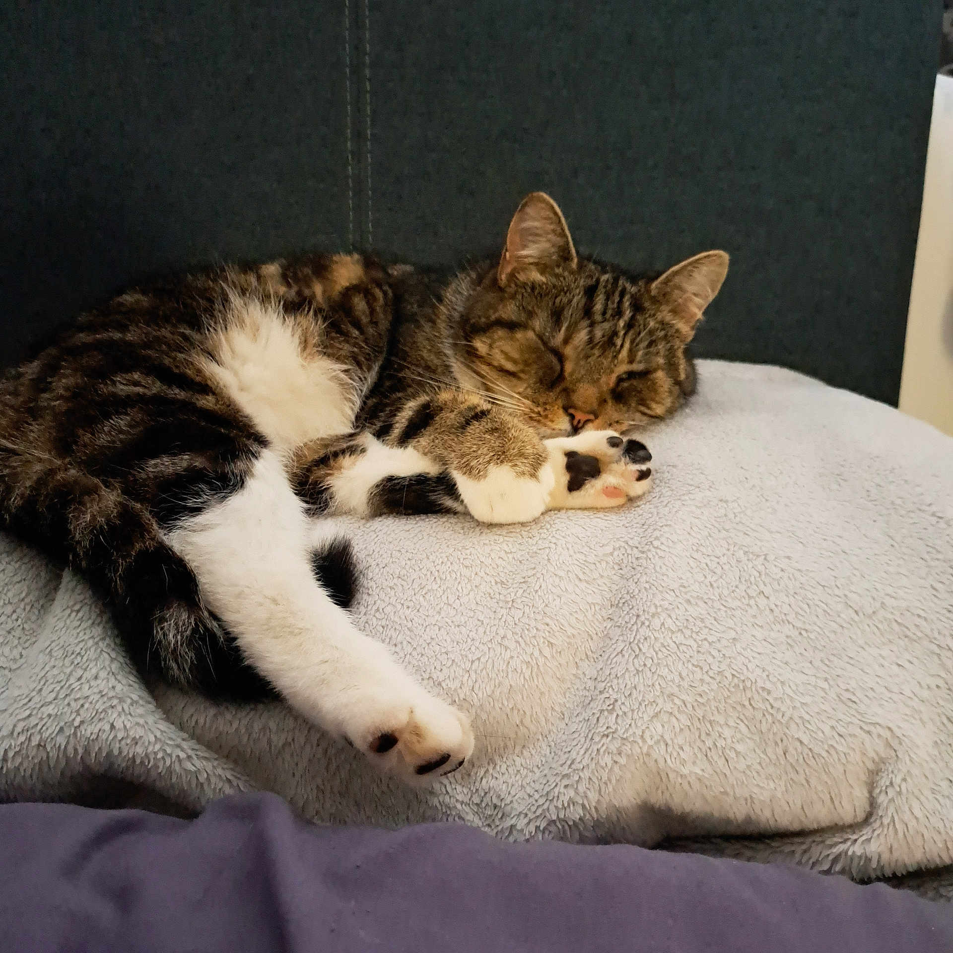 Bubba is registered to the contest to win money with this photo: cat, tabby, sleeping, paws, blanket, indoor, cozy, fur, pet, resting, cute, animal, mammal, whiskers, relaxation, feline, soft_texture, comfort, closeup, nap